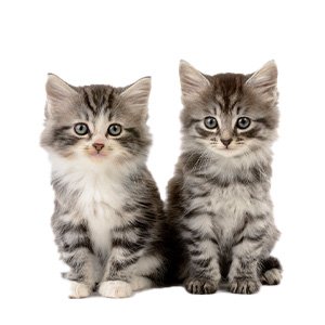 pet-cat